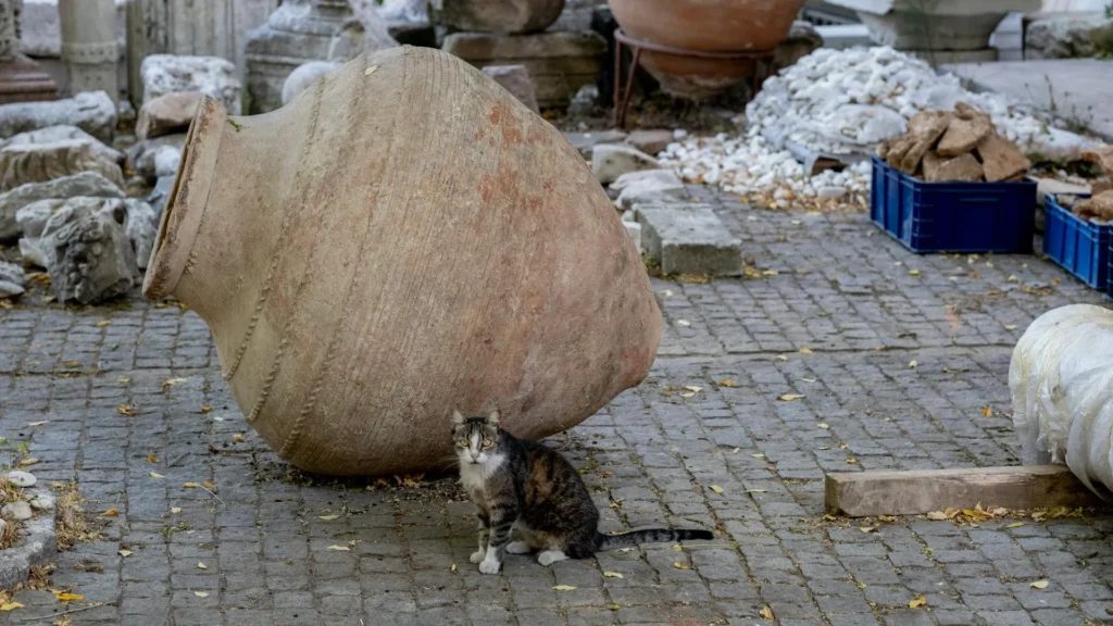 Кот сидит около крупного сосуда на археологических раскопках