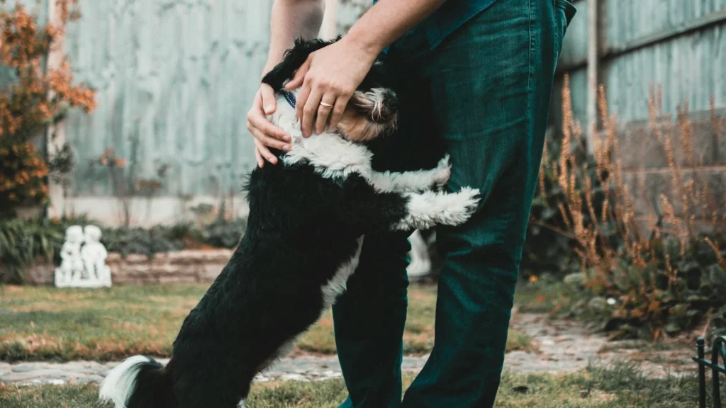 Человек гладит собаку у своих ног