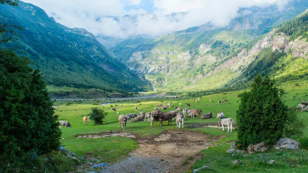 Горы с пасущимися коровами в Арагоне, Испания