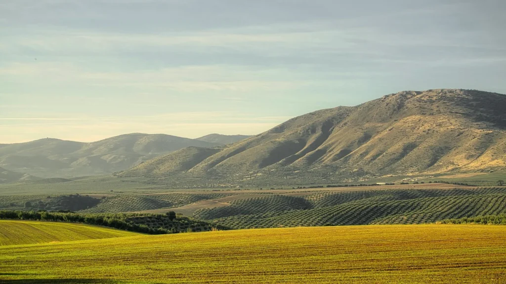 Желток поле в горах