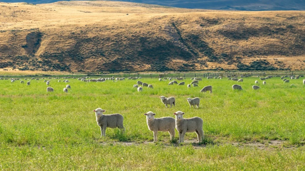 Овцы пасутся в поле на фоне гор
