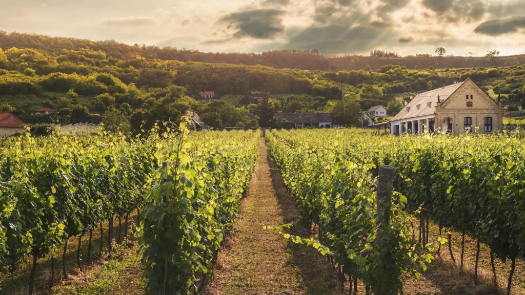Виноградник на закате, дом