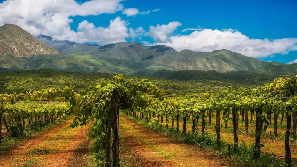 Виноградник на фоне гор