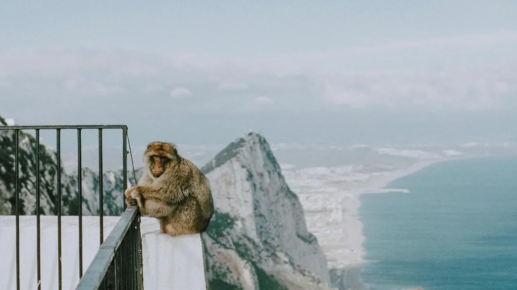 Обезьяна сидит на перилах лестницы