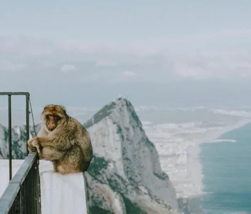 Обезьяна сидит на перилах лестницы