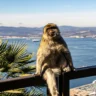 Обезьяна сидит на перилах на фоне Гибралтара