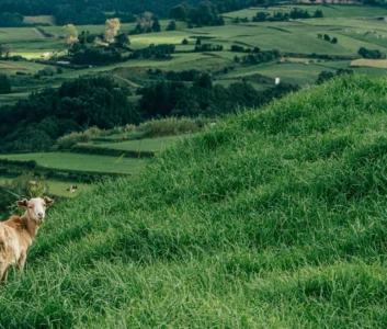 Коза пасется на зеленом поле на холмах