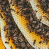 Пчелы на сотах