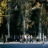 испанцы борются с опасными насекомыми через приложение